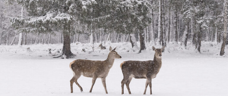 Read more about the article Wie kommen die Tiere durch den Winter?